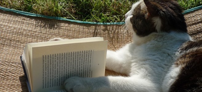 featured image of a cat reading in the park for my blog page
